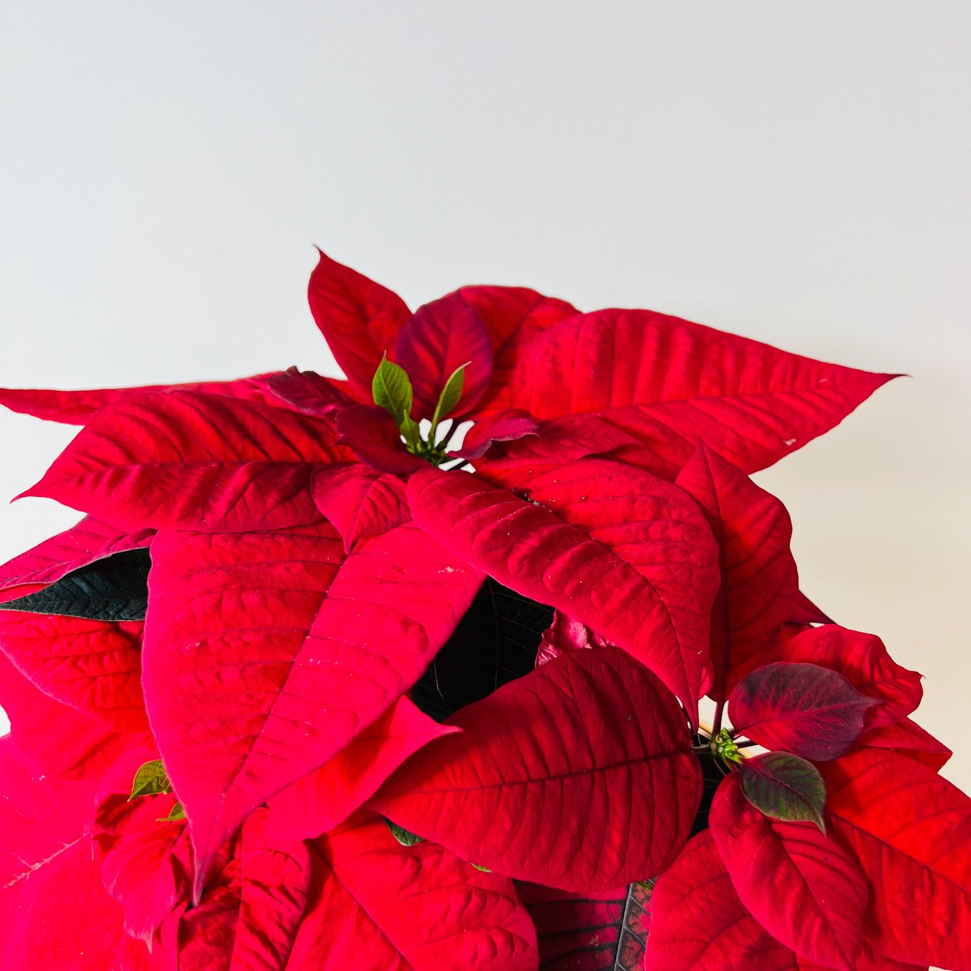 poinsettia plant leaves