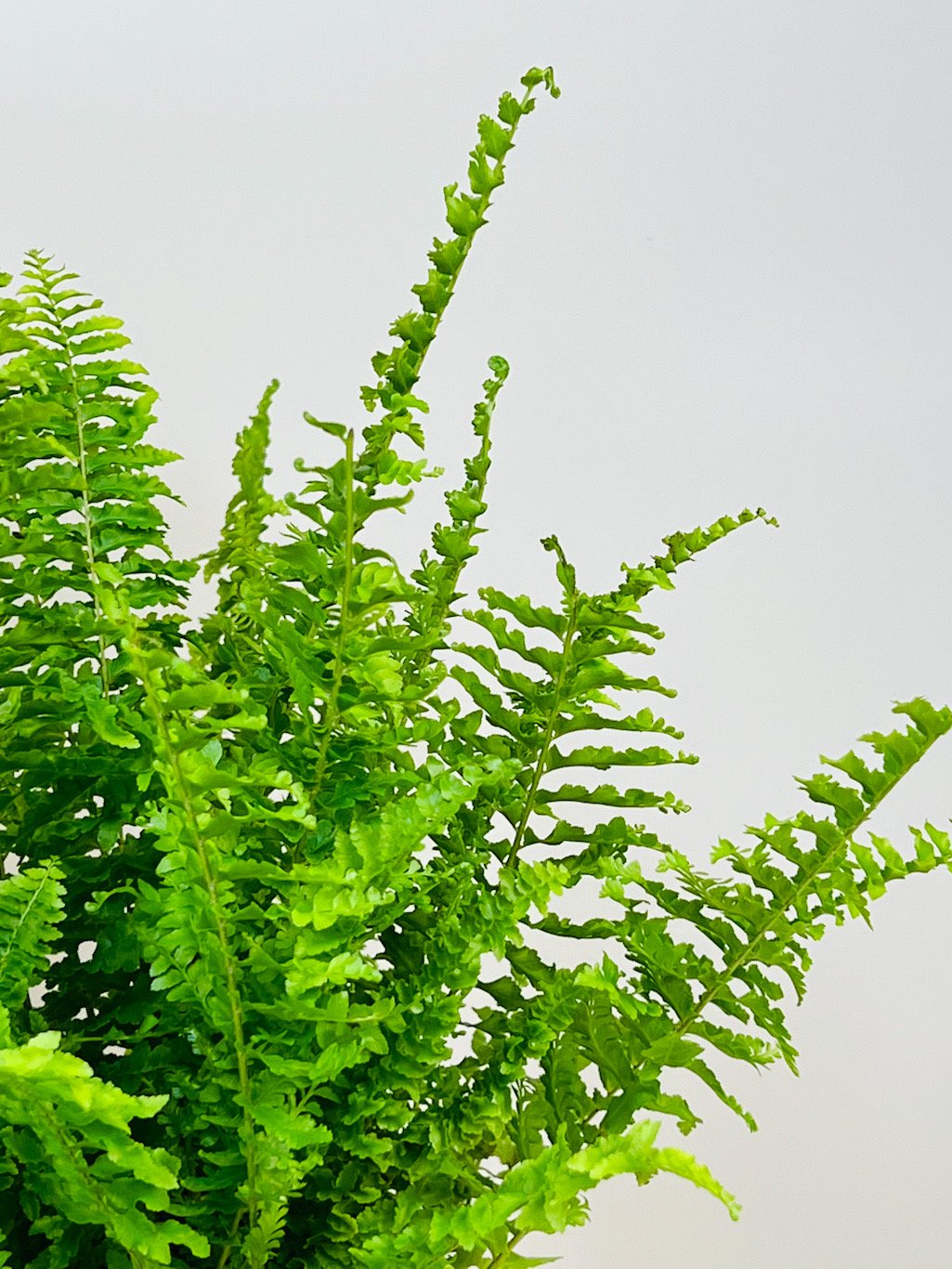 pteris fern close up photo