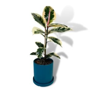 white ficus plant for sale