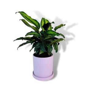calathea ornata for sale in Melbourne