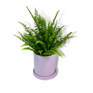 pteris fern plant