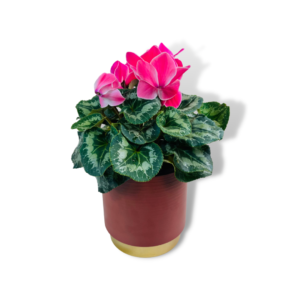 hot pink cyclamen plant Melbourne