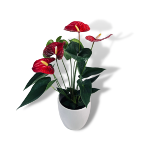 red anthurium for sale Melbourne