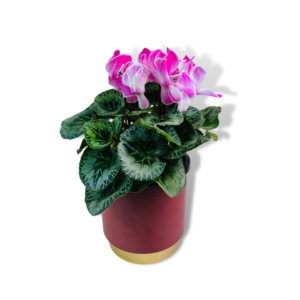 persian cyclamen