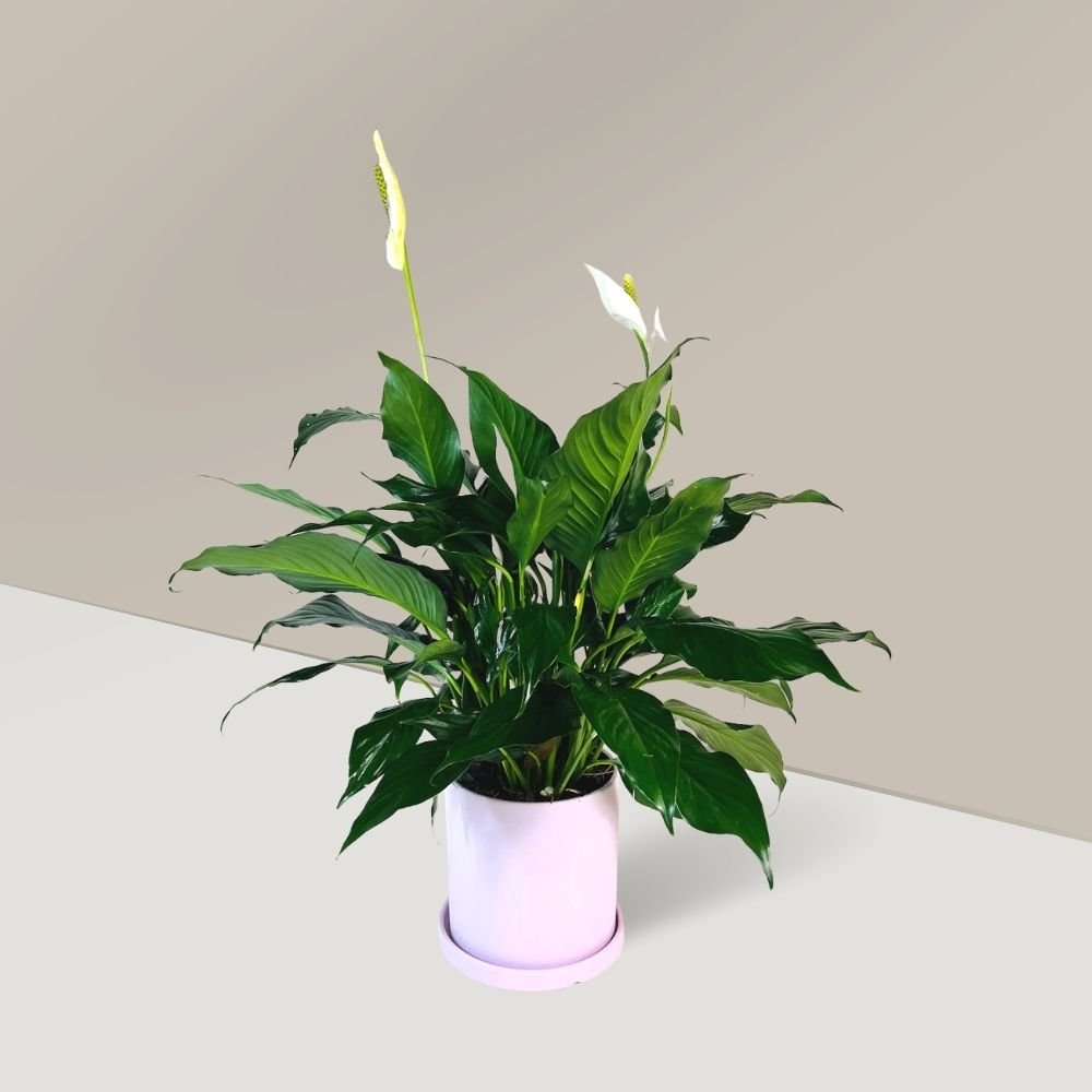 peace-lily-go-plant