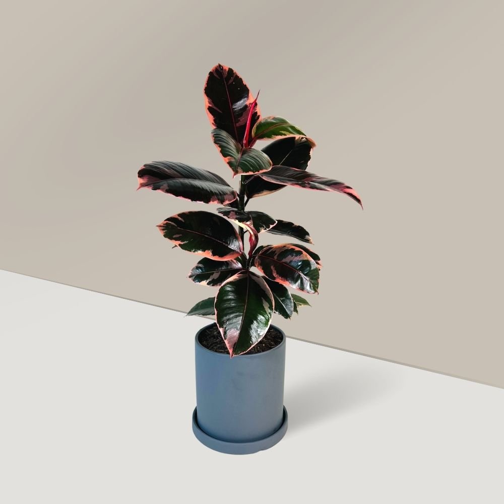 ficus plant for sale
