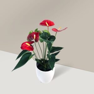 red laceleaf plant for sale