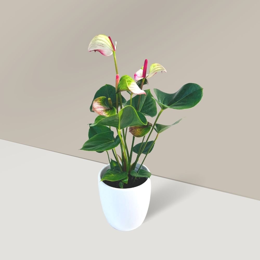 white laceleaf plant