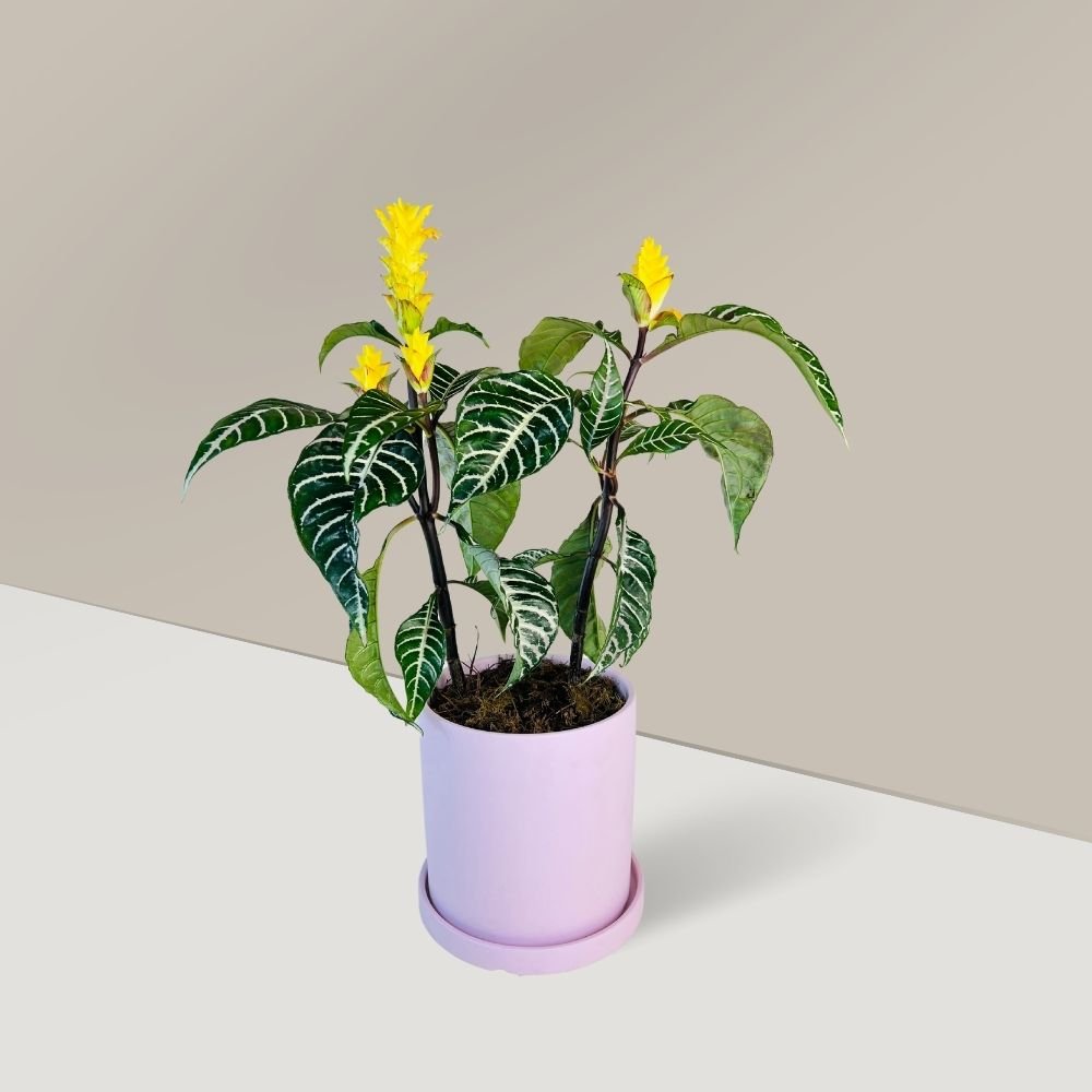 zebra plant delivery by Go Plant