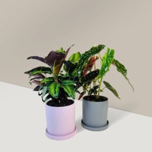 indoor plant bundle by go plant