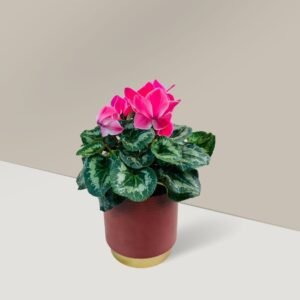 pink cyclamen plant for sale melbourne